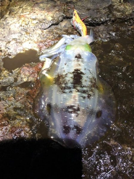 2022 佐渡ヶ島エギング 9回目