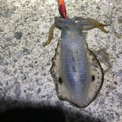 2022 佐渡ヶ島エギング 11回目