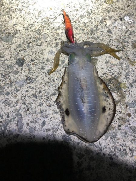 2022 佐渡ヶ島エギング 11回目