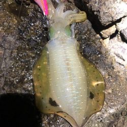 2022 佐渡ヶ島エギング 12回目