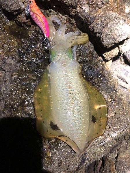 2022 佐渡ヶ島エギング 12回目