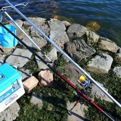 キス釣り ガッチョが多い