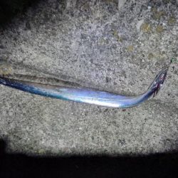 太刀魚いい感じです♪