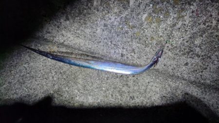 太刀魚いい感じです♪