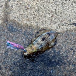 初アオリ&初アイブリGET！！