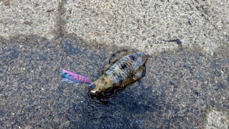 初アオリ&初アイブリGET！！