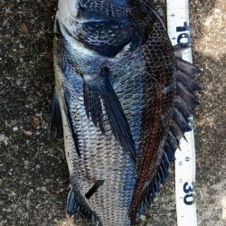 ぶら岸ジギ！！