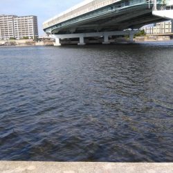 秋の小チヌのなか45㎝ゲット