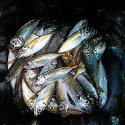 パターンにハマると連発でした！