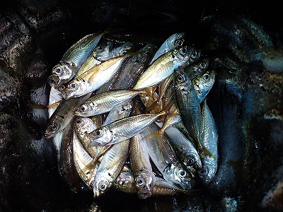 パターンにハマると連発でした！