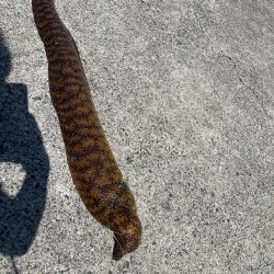 和歌山　御坊の堤防でウツボ釣り