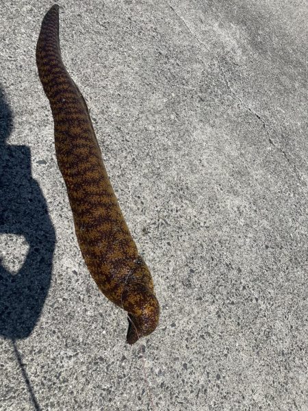 和歌山　御坊の堤防でウツボ釣り