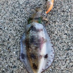 2022 佐渡ヶ島エギング 14回目【9月19日】