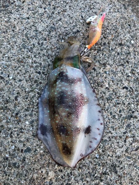 2022 佐渡ヶ島エギング 14回目【9月19日】