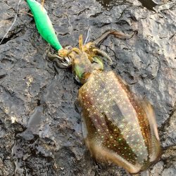 2022 佐渡ヶ島エギング 18回目【9月27日】