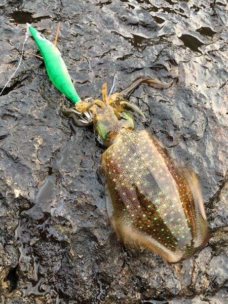 2022 佐渡ヶ島エギング 18回目【9月27日】