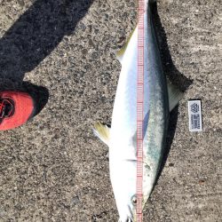 飲ませで、ブリ