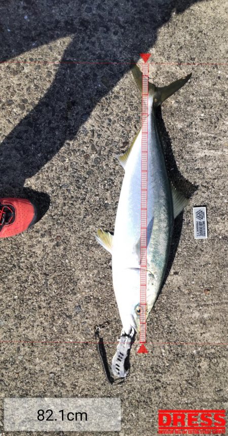 飲ませで、ブリ