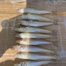 引き釣りハマりそう〜。