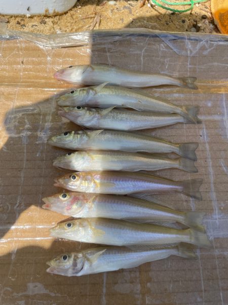 引き釣りハマりそう〜。