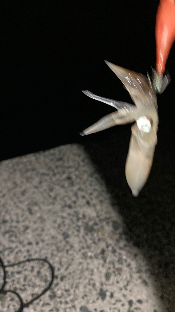 ベイカ？エギング