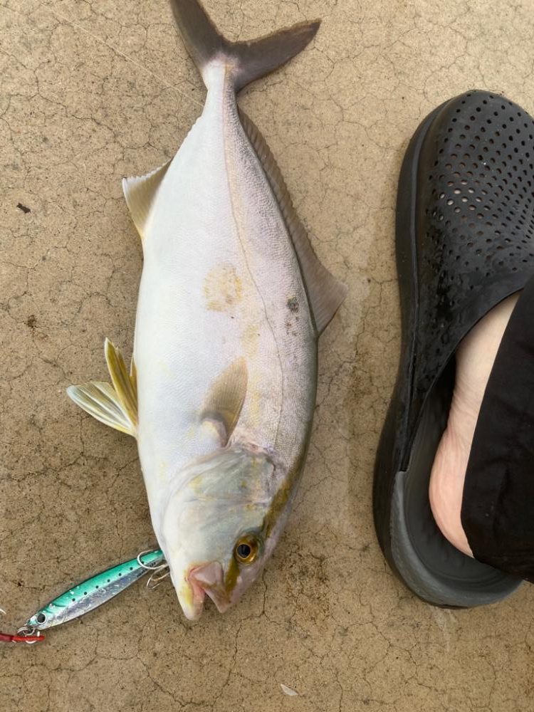 隠岐島でネリゴ!