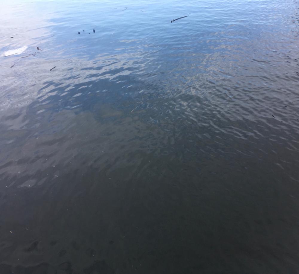 秋口、淀川河口にて