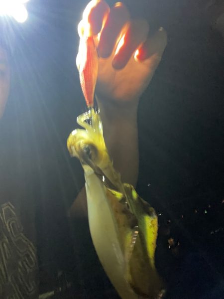 仕事終わりにエギング！