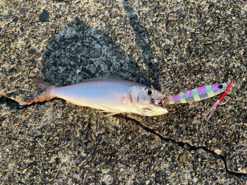 黒潮の恵みを頂いてきました