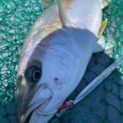 ヒラマサジギング