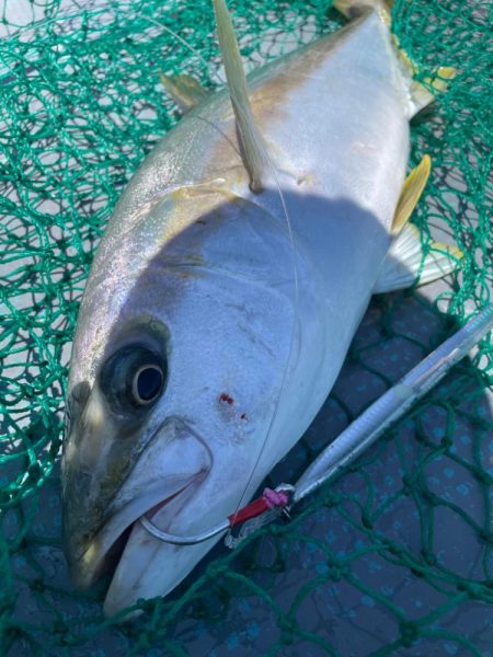 ヒラマサジギング