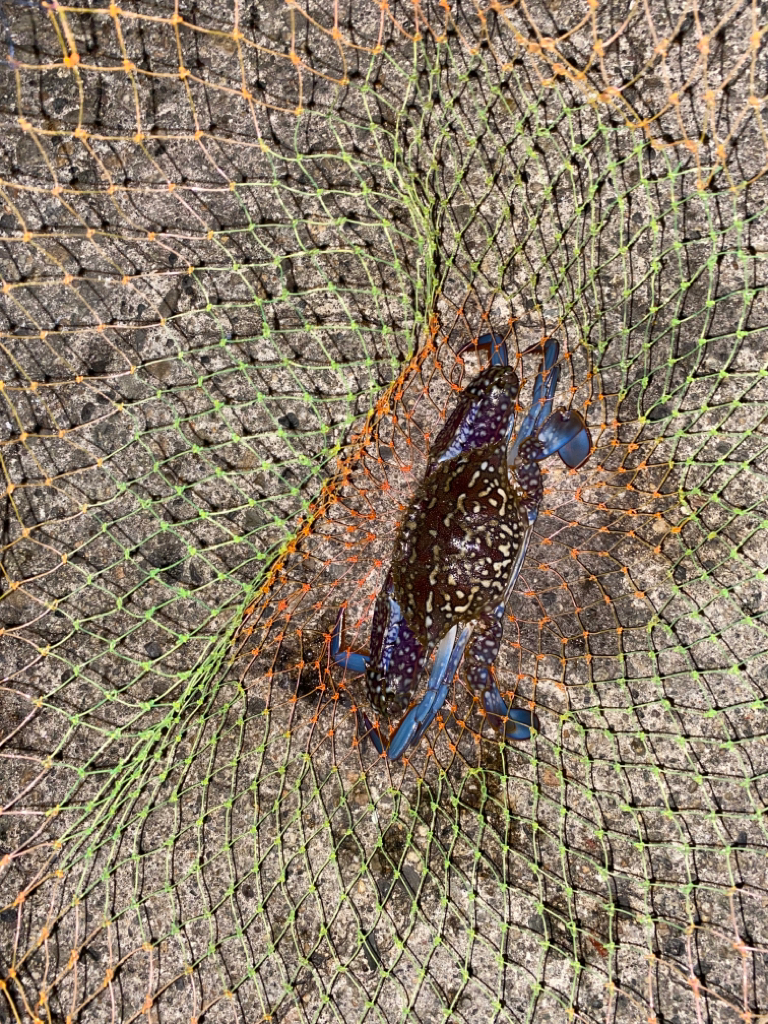 アオリとワタリガニ