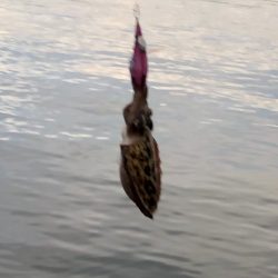 台風後の夕方チャンス