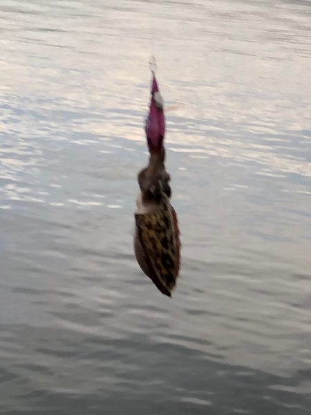 台風後の夕方チャンス