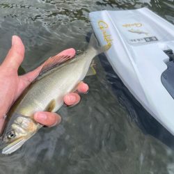 大鮎釣り