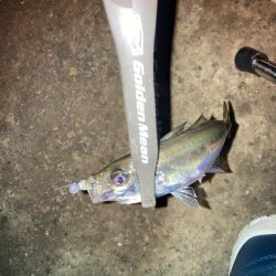 チタンティップで豆アジ