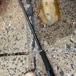 隠岐で餌木蔵炸裂！