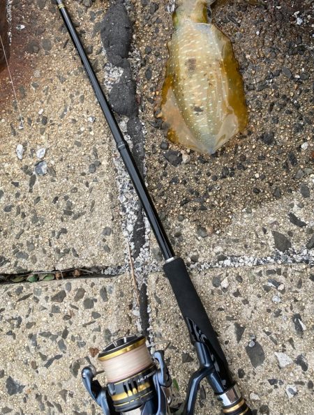 隠岐で餌木蔵炸裂！