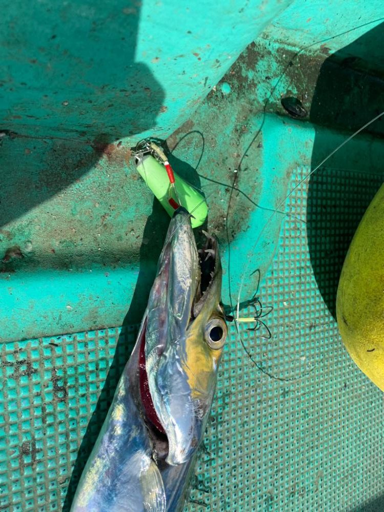 テンヤタチウオ