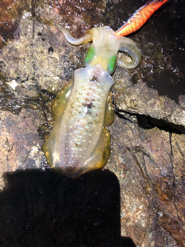 2022 佐渡ヶ島エギング 8回目