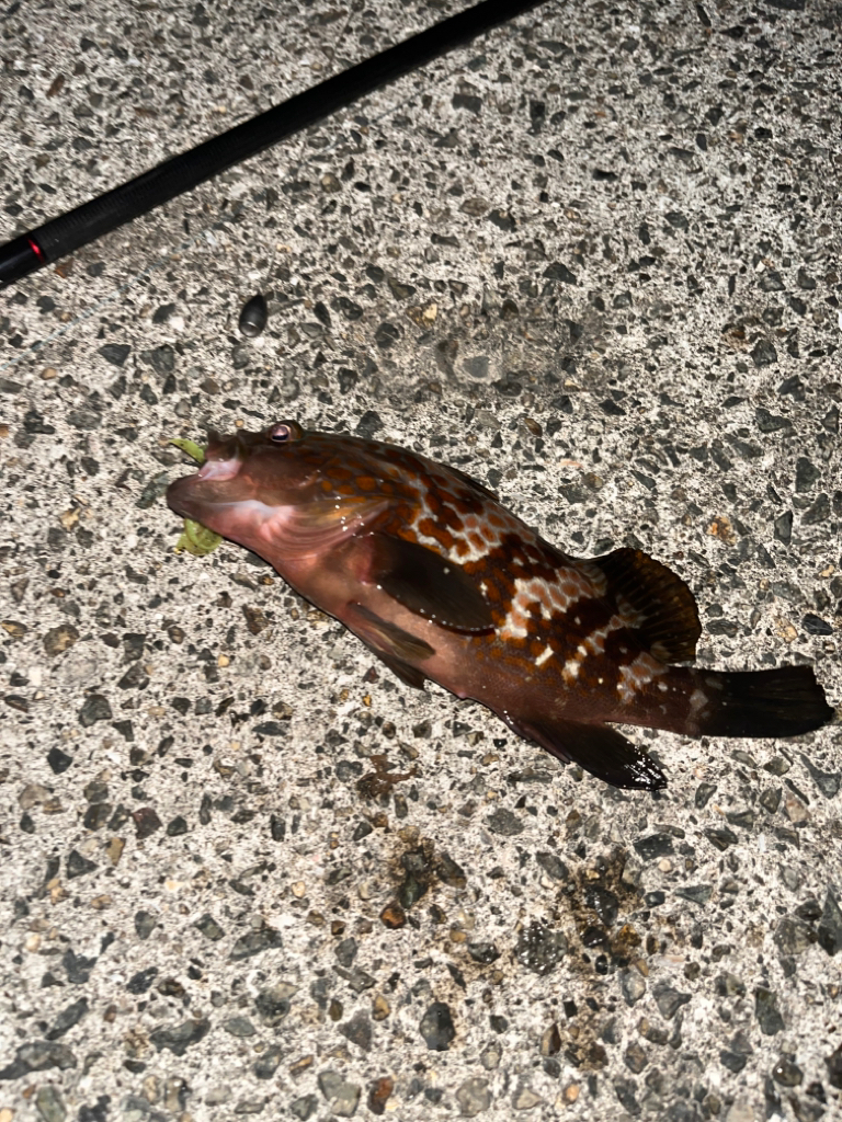 アコウ40up釣りたい