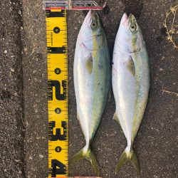 朝の短時間釣行