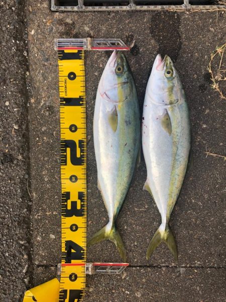 朝の短時間釣行