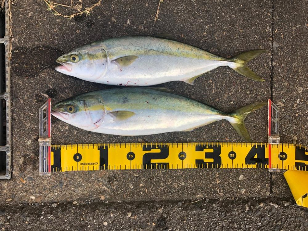 朝の短時間釣行