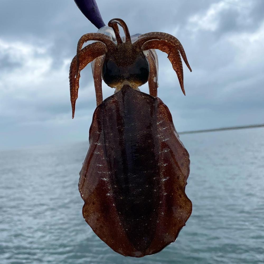 アオリイカエギング⋆*🦑