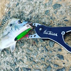 トップチニング爆釣　当たりのルアーは、、、