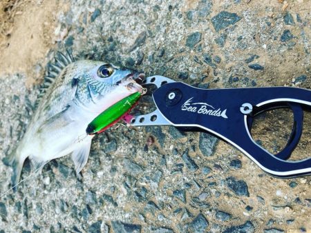 トップチニング爆釣　当たりのルアーは、、、