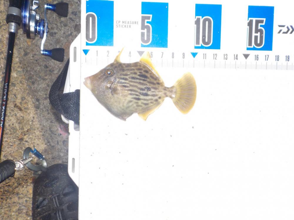 餌取りの犯人は？