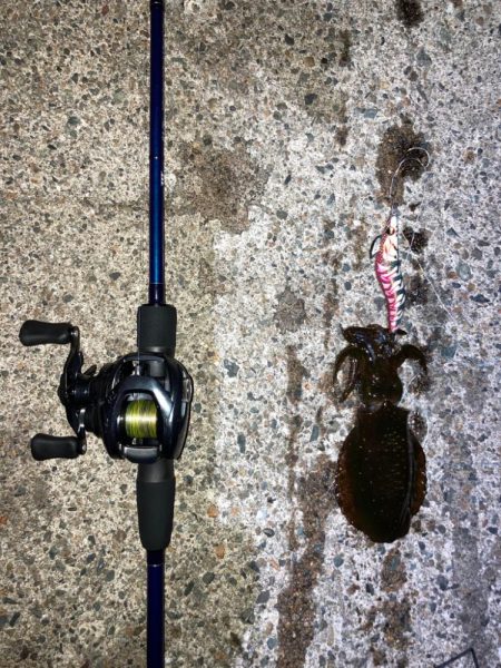 【エギング】ベイトフィネスエギング