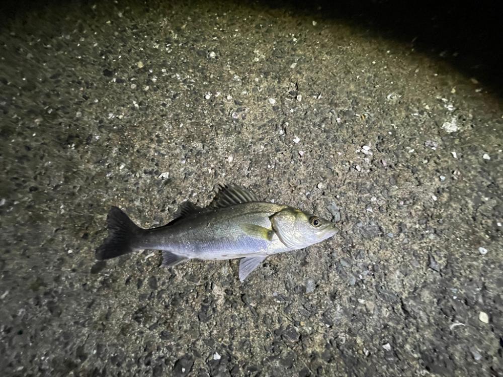 シャルダスしか勝たん！